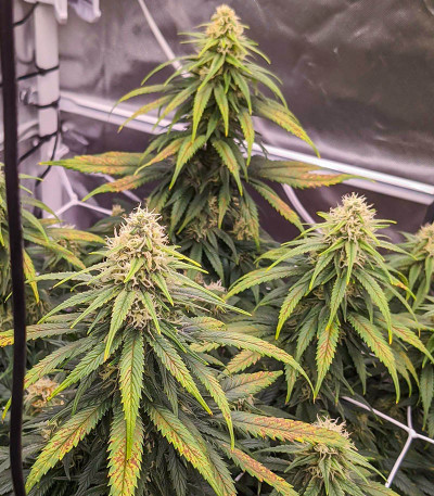 Сорт Dozy Cookies fem (AlphaFem Seeds) Сорт Dozy Cookies fem (AlphaFem Seeds) — изображение 3