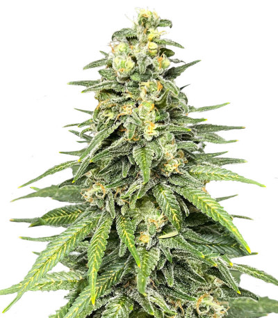 Сорт Dozy Cookies fem (AlphaFem Seeds) Сорт Dozy Cookies fem (AlphaFem Seeds)