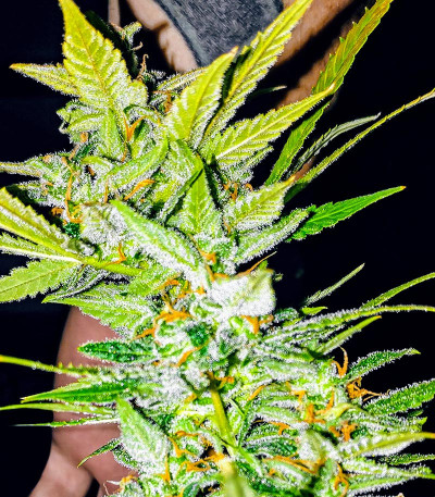 Сорт Dozy Whale fem (AlphaFem Seeds) Сорт Dozy Whale fem (AlphaFem Seeds) — изображение 3