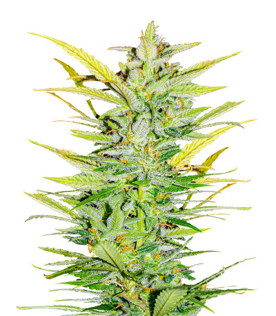 Сорт Dozy Whale fem (AlphaFem Seeds) Сорт Dozy Whale fem (AlphaFem Seeds)
