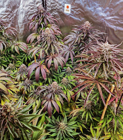 Сорт Dozywelly OG fem (AlphaFem Seeds) Сорт Dozywelly OG fem (AlphaFem Seeds) — изображение 3