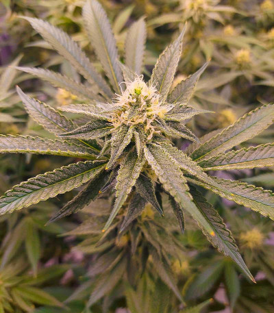 Сорт Future #1 fem (Blimburn Seeds) Сорт Future #1 fem (Blimburn Seeds) — изображение 3