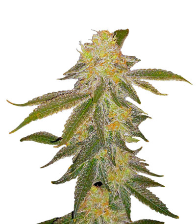 Сорт Future #1 fem (Blimburn Seeds) Сорт Future #1 fem (Blimburn Seeds)