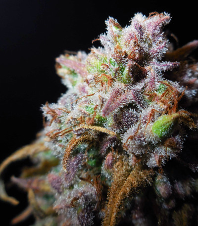 Сорт Gelato Auto fem (FastBuds) Сорт Gelato Auto fem (FastBuds) — изображение 5