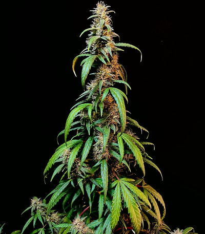 Сорт HighCloudZ fem (GHS) Сорт HighCloudZ fem (GHS) — изображение 4