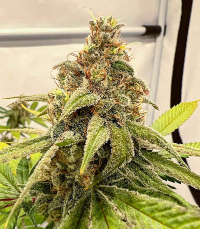 Сорт HighCloudZ fem (GHS) Сорт HighCloudZ fem (GHS) — изображение 6