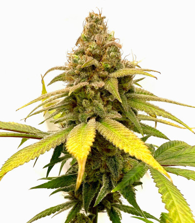 Сорт HighCloudZ fem (GHS) Сорт HighCloudZ fem (GHS)