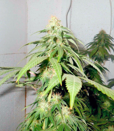 Сорт Jack Herer fem (GHS) Сорт Jack Herer fem (GHS) — изображение 3