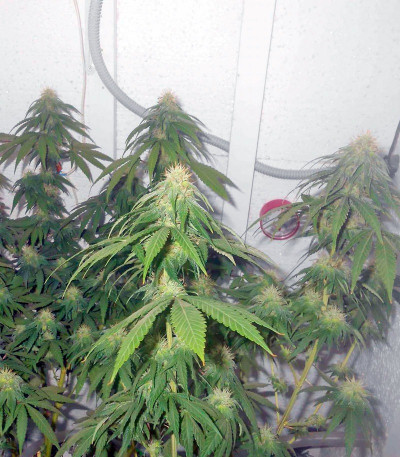 Сорт Jack Herer fem (GHS) Сорт Jack Herer fem (GHS) — изображение 4