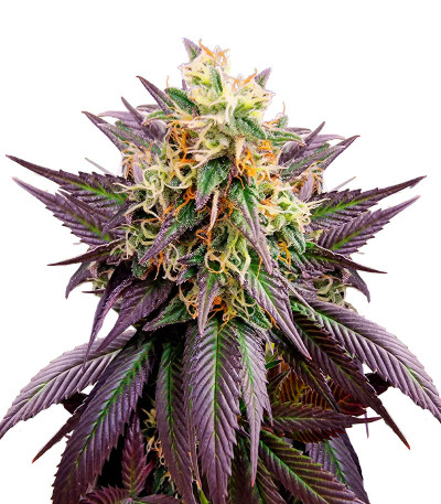 Сорт Jealousy fem (Original Sensible Seeds) Сорт Jealousy fem (Original Sensible Seeds)