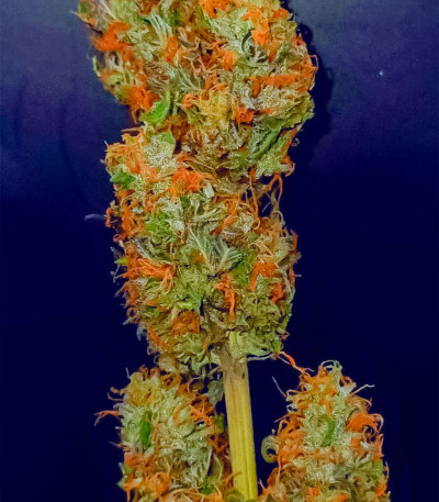 Сорт Jealousy fem (Original Sensible Seeds) Сорт Jealousy fem (Original Sensible Seeds) — изображение 3