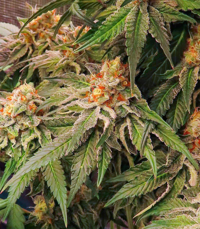 Сорт Kush Mintz fem (Barney's Farm) Сорт Kush Mintz fem (Barney's Farm) — изображение 6