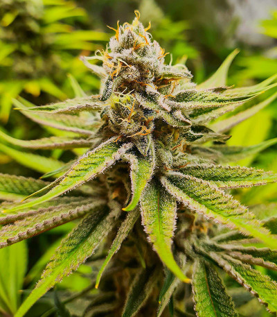Сорт Kush Mintz fem (Barney's Farm) Сорт Kush Mintz fem (Barney's Farm) — изображение 8