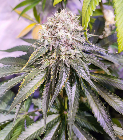 Сорт Lemon OG fem (AlphaFem Seeds) Сорт Lemon OG fem (AlphaFem Seeds) — изображение 3