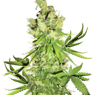 Сорт Lemon OG fem (AlphaFem Seeds) Сорт Lemon OG fem (AlphaFem Seeds)