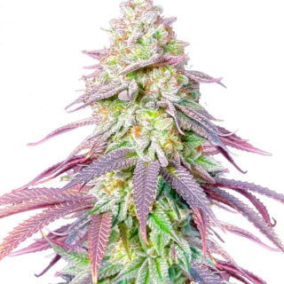 Сорт Lemon Orange fem (GHS)