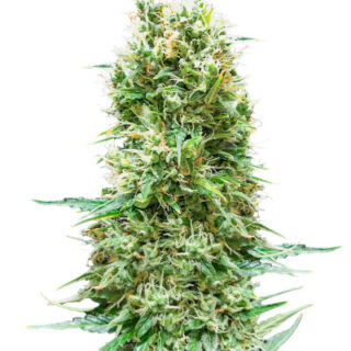 Сорт Animal Face Auto fem (Cali Buds Seeds)