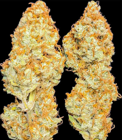 Сорт Tropicana Cookies Auto fem (FastBuds) Сорт Tropicana Cookies Auto fem (FastBuds) — изображение 8