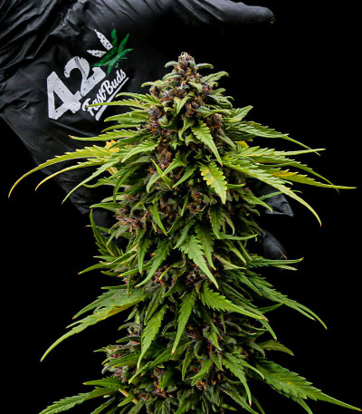 Сорт Tropicana Cookies Auto fem (FastBuds) Сорт Tropicana Cookies Auto fem (FastBuds) — изображение 4