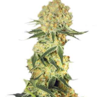 Сорт Auto Wappa fem (Paradise Seeds)