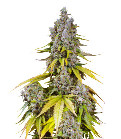 Сорт Jet Fuel Mandarine XL Auto fem (Sweet Seeds) Сорт Jet Fuel Mandarine XL Auto fem (Sweet Seeds)