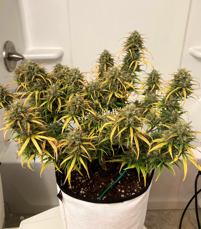 Сорт Kosher Cake Auto fem (FastBuds) Сорт Kosher Cake Auto fem (FastBuds) — изображение 5