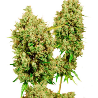 Сорт LSD fem (Barney's Farm) Сорт LSD (Barney's Farm) семена конопли