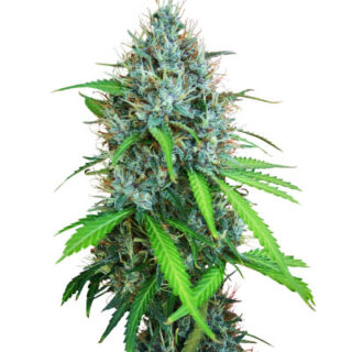 Сорт Papaya Zoap Auto fem (Sweet Seeds) Сорт Papaya Zoap Auto fem (Sweet Seeds)