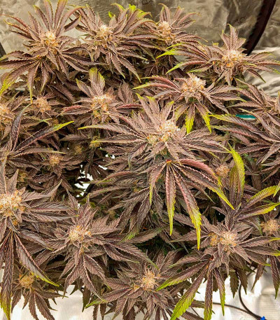 Сорт Rainbow Melon fem (FastBuds) Сорт Rainbow Melon fem (FastBuds) — изображение 5