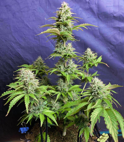 Сорт Six Shooter auto fem (FastBuds) Сорт Six Shooter auto fem (FastBuds) — изображение 4