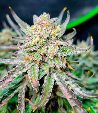 Сорт Ztrawberriez Auto fem (FastBuds) Сорт Ztrawberriez Auto fem (FastBuds) — изображение 6