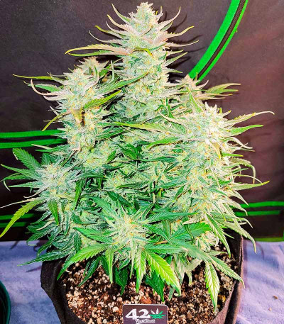 Сорт Ztrawberriez Auto fem (FastBuds) Сорт Ztrawberriez Auto fem (FastBuds) — изображение 5