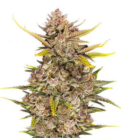 Сорт Ztrawberriez Auto fem (FastBuds) Сорт Ztrawberriez Auto fem (FastBuds)