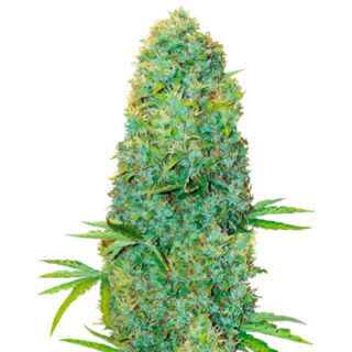 Сорт Amnesia Haze fem (Victory Seeds)