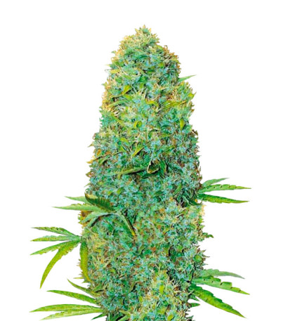 Сорт Amnesia Haze fem (Victory Seeds) Сорт Amnesia Haze fem (Victory Seeds)