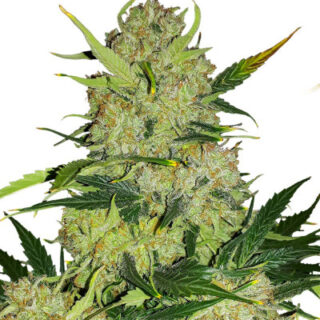 Сорт Apollo F1 Auto fem (RQS)