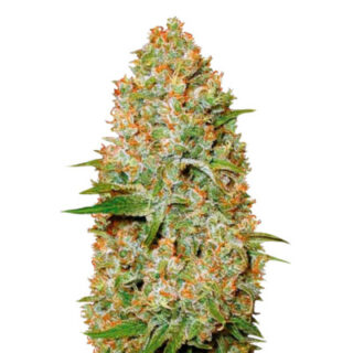 Сорт Auto Amnesium fem (Victory Seeds)