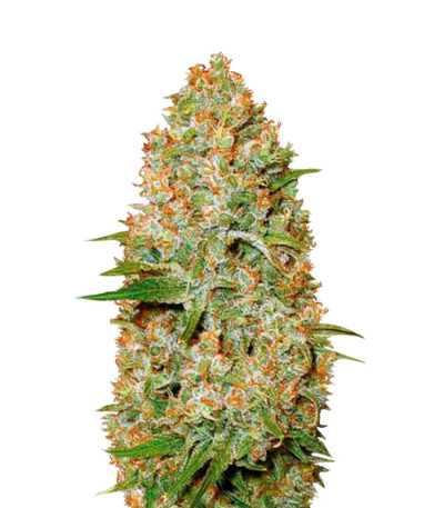 Сорт Auto Amnesium fem (Victory Seeds) Сорт Auto Amnesium fem (Victory Seeds)