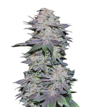 Сорт Blackberry auto fem (FastBuds) Сорт Blackberry auto fem (FastBuds)