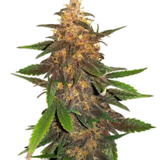 Сорт Blackberry Moonrocks Auto fem (AlphaFem Seeds)