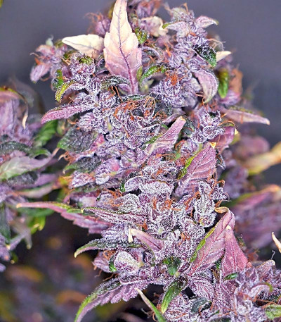 Сорт Blackberry auto fem (FastBuds) Сорт Blackberry auto fem (FastBuds) — изображение 6