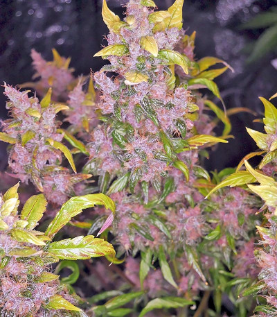 Сорт Blackberry auto fem (FastBuds) Сорт Blackberry auto fem (FastBuds) — изображение 7