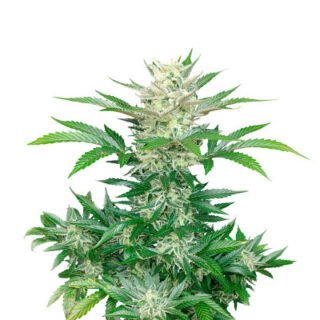 Сорт Bruce Banner Auto fem (FastBuds)