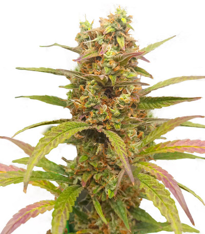 Сорт HulkBerry Automatic fem (RQS) Сорт HulkBerry Automatic fem (RQS)