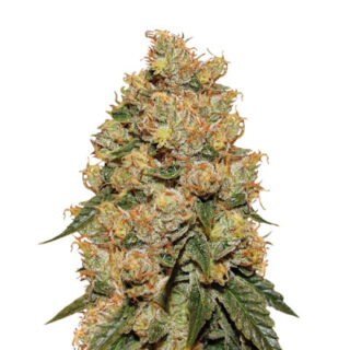 Сорт HulkBerry fem (RQS)