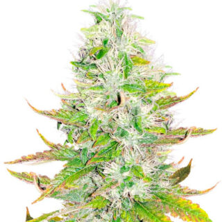 Сорт Ice Cream Cake fem (Barney's Farm) Сорт Ice Cream Cake fem (Barney's Farm)