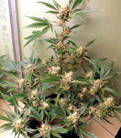 Сорт Wedding Glue Auto fem (FastBuds) Сорт Wedding Glue Auto fem (FastBuds) — изображение 6