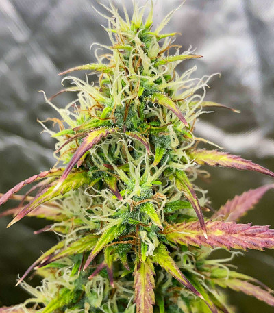 Сорт Cherry Cola Auto fem (FastBuds) Сорт Cherry Cola Auto fem (FastBuds) — изображение 3