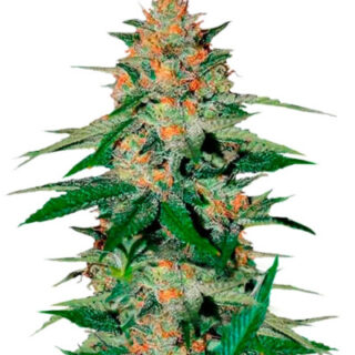 Сорт Delicious Candy regular (Delicious Seeds)