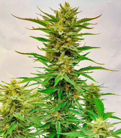 Сорт Frostbanger Auto fem (FastBuds) Сорт Frostbanger Auto fem (FastBuds) — изображение 3